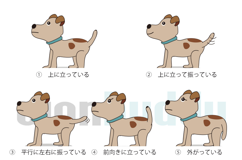 喜怒哀楽を表すコミュニケーションツール 尻尾の動きから読む愛犬の感情